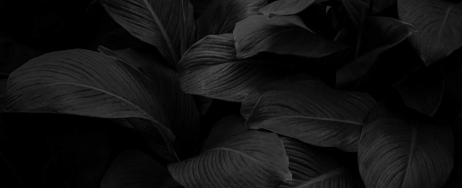 Dark leaves in a monochromatic background.