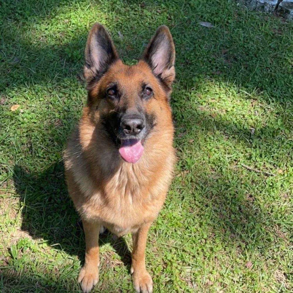 Happy German Shepherd sitting on grass.