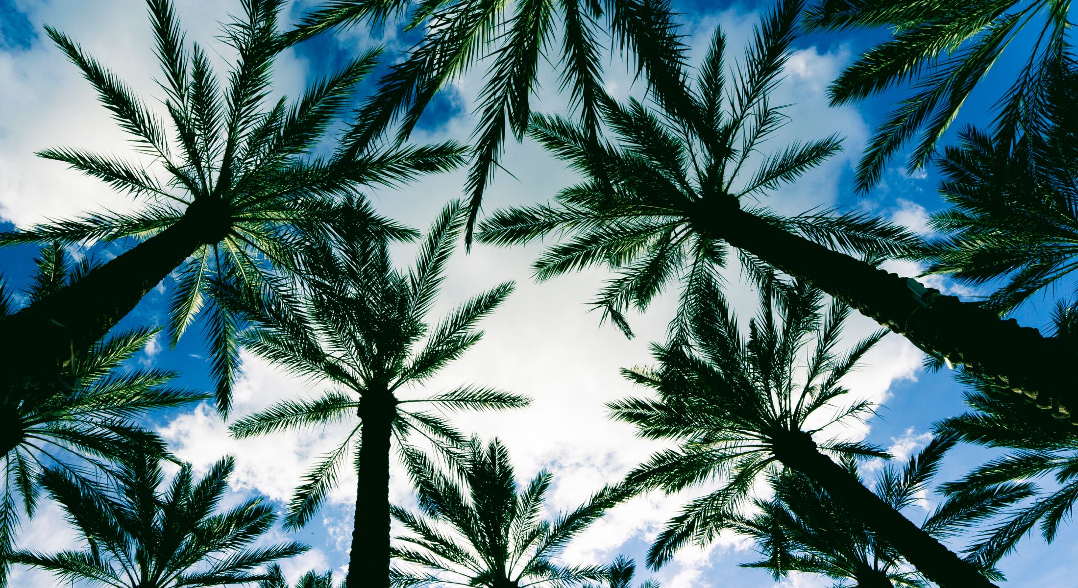 View of palm trees against a blue sky.